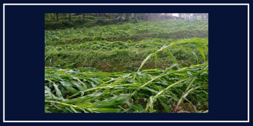 घोगा लाग्ने बेलाका मकैमा हावाहुरी र वर्षाले क्षति